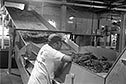 thumbnail of tobacco on conveyor belt
