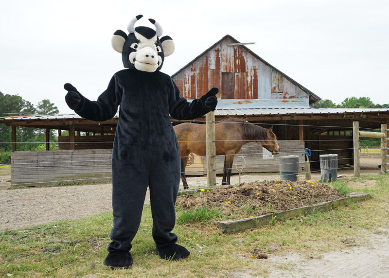 Read A. Bull, a person in a bull costume, stands and gives two thumbs up in front of a barn with a horse in a paddock out front
