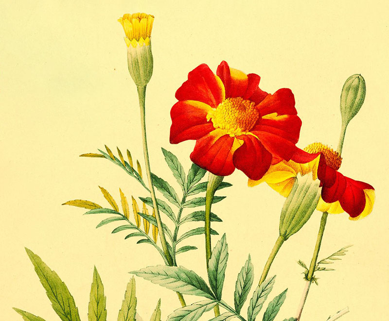 Botanical illustration of a marigold.