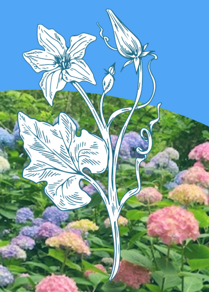White outlined flowers hovering over a background of multicolored hydrangea flowers.